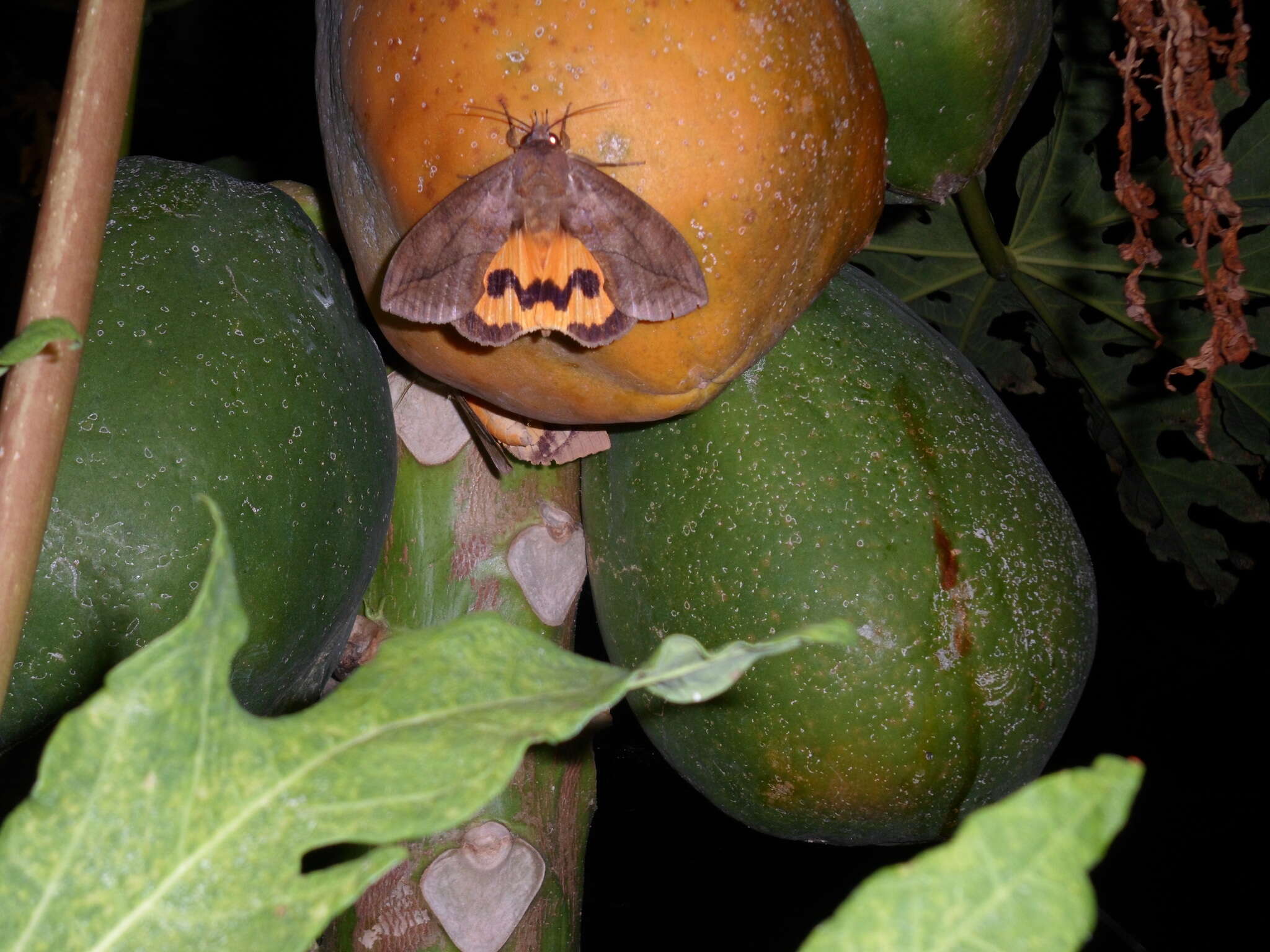 Image of Eudocima serpentifera (Walker 1858)