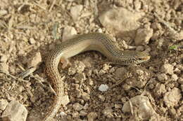 Image of Ocellated Bronze Skink