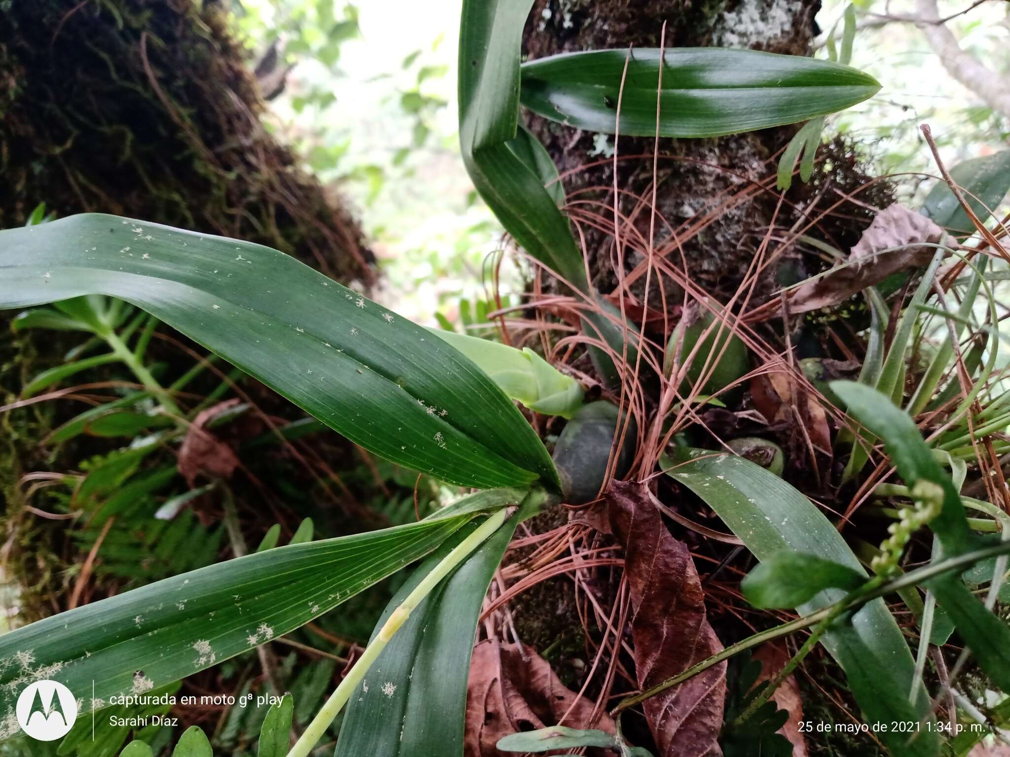 Image of Prosthechea vitellina (Lindl.) W. E. Higgins