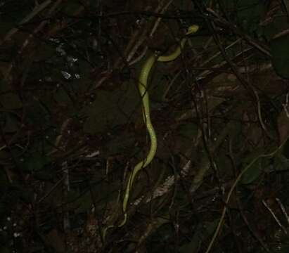 Image of March's Palm Pit Viper