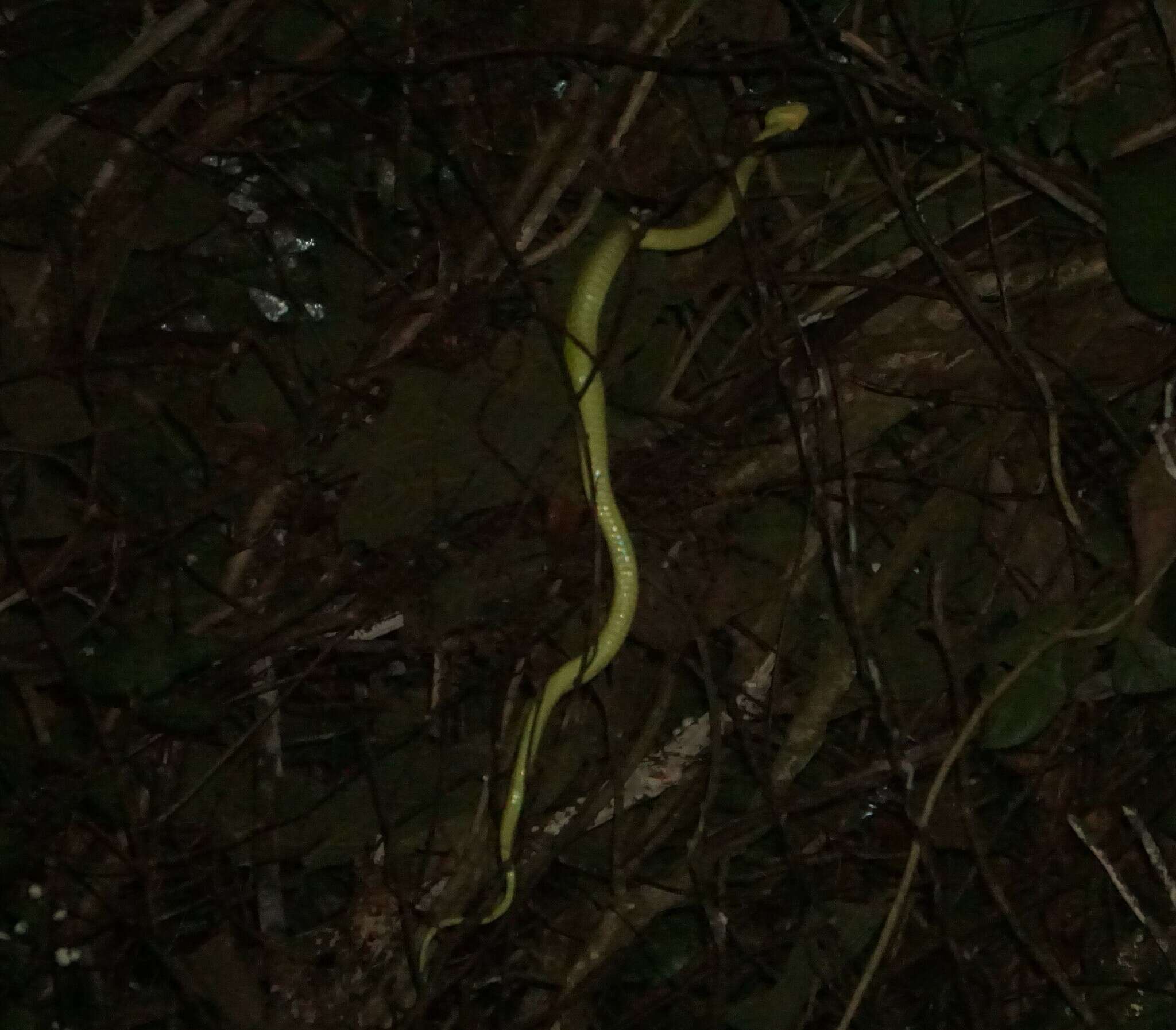 Image of March's Palm Pit Viper