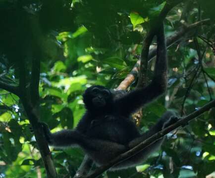 Image of northern Müller's Bornean gibbon