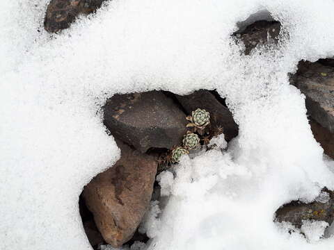 Image de Draba nivicola Rose