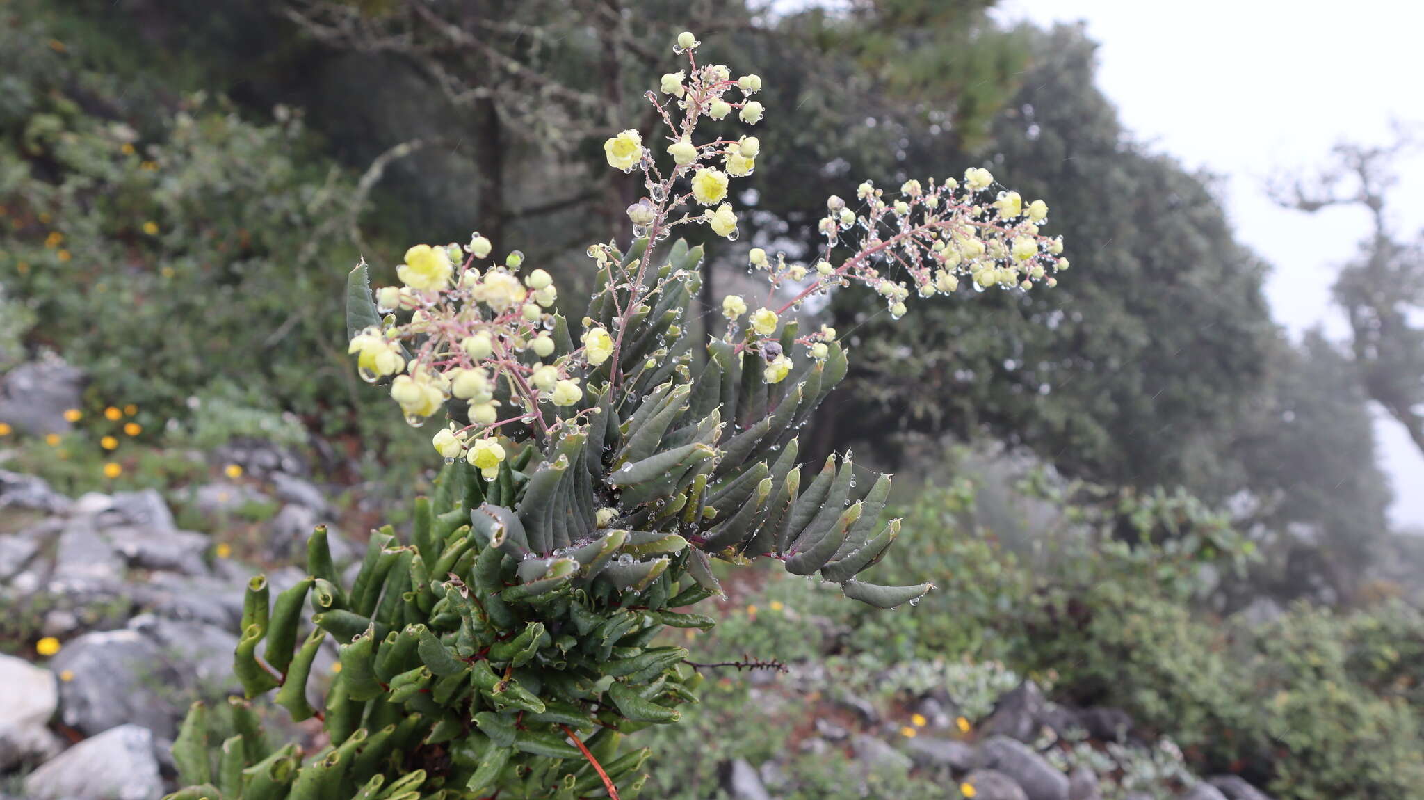 Image of Berberis pallida Hartw. ex Benth.