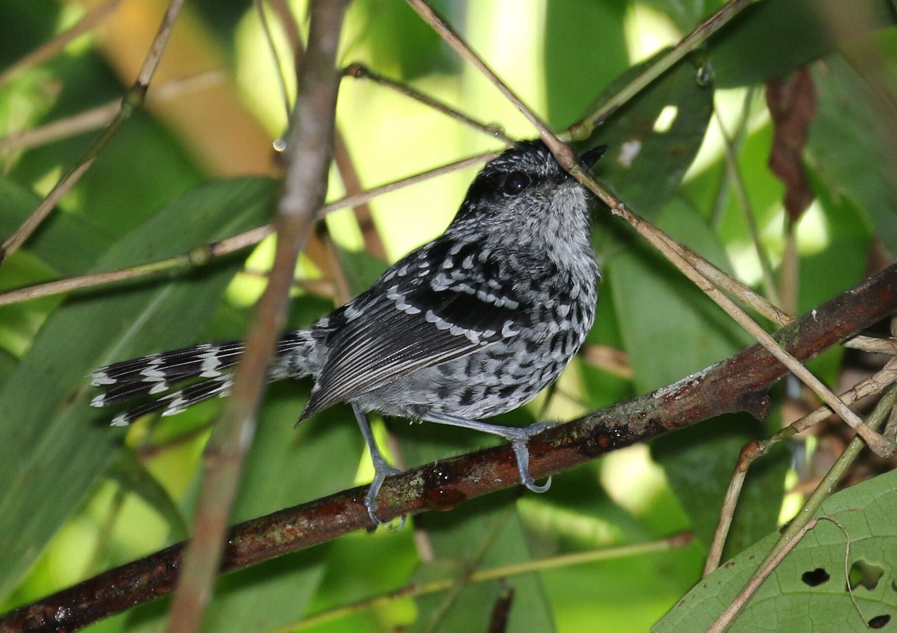 Image of Scaled Antbird