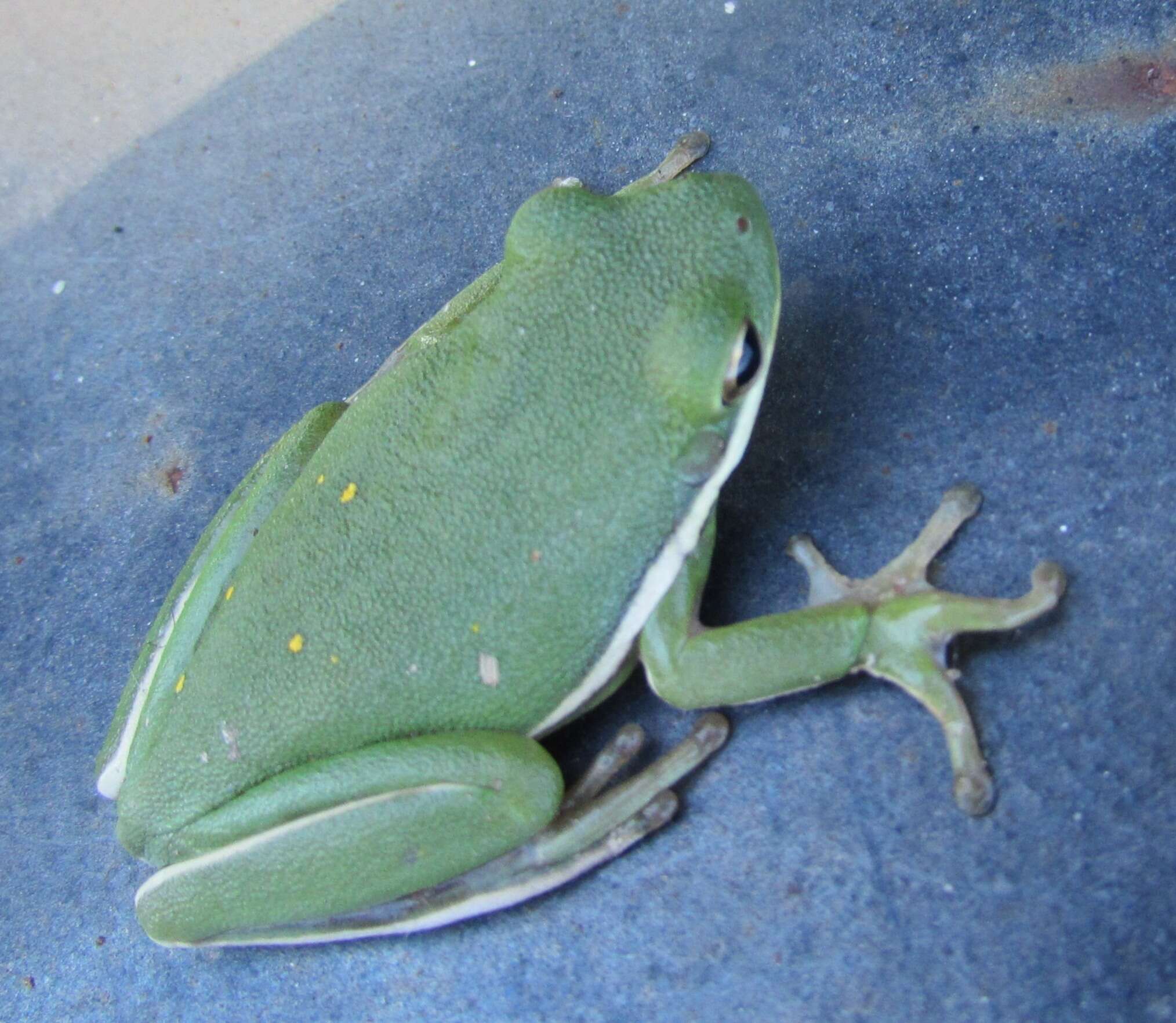 Image of American Green Treefrog