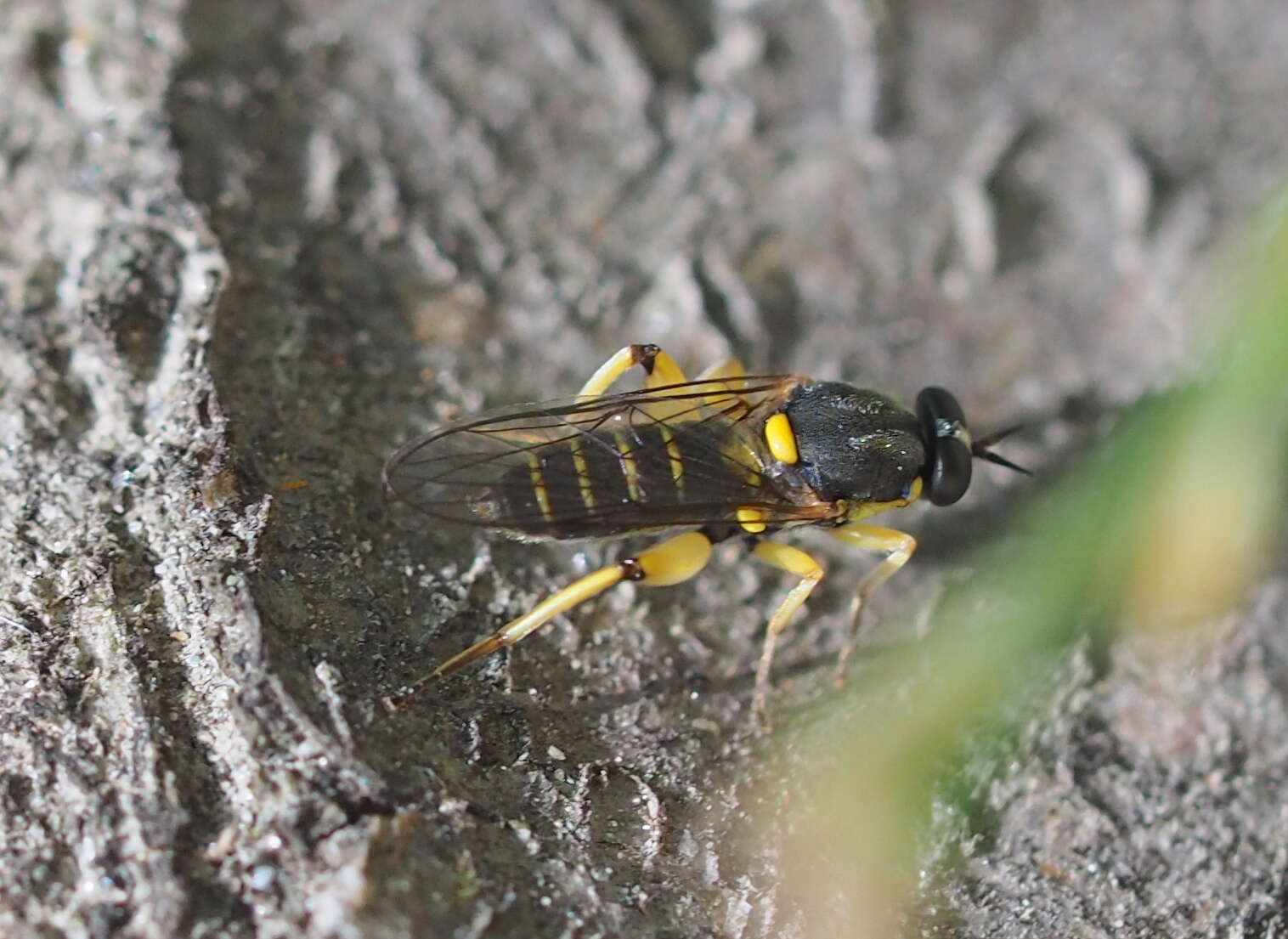 Image of Drab Wood Soldier Fly