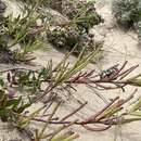 Image de Heliophila linearis var. reticulata (Eckl. & Zeyh.) Marais