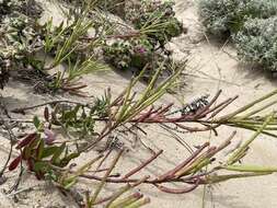 Imagem de Heliophila linearis var. reticulata (Eckl. & Zeyh.) Marais