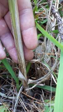 Image of Cyperus fastigiatus Rottb.