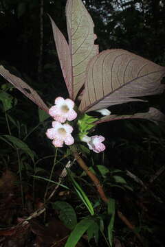 Sivun Nautilocalyx bracteatus (Planch.) Sprague kuva