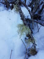 Image of perplexed beard lichen