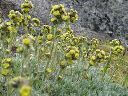 Image of forked wormwood