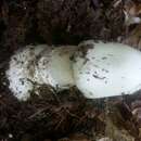 Image of Amanita amerivirosa Tulloss, L. V. Kudzma & M. Tulloss