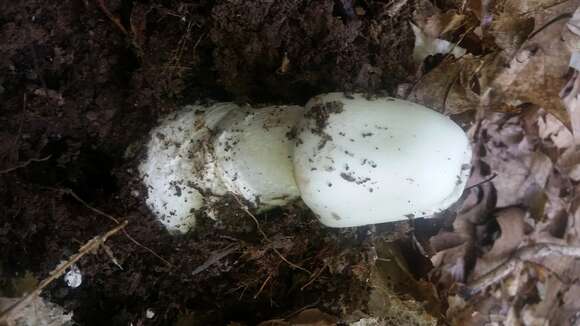 Image of Amanita amerivirosa Tulloss, L. V. Kudzma & M. Tulloss