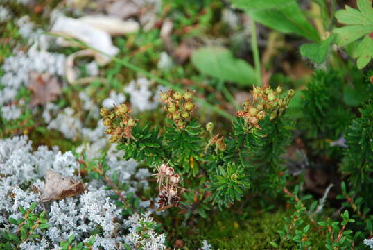 Image of Aleutian Mountain-Heath