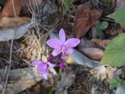 Sivun Spathoglottis plicata Blume kuva