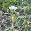 Image of Fish Lake thistle