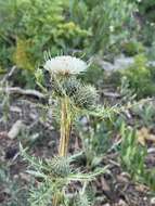 Image of Fish Lake thistle