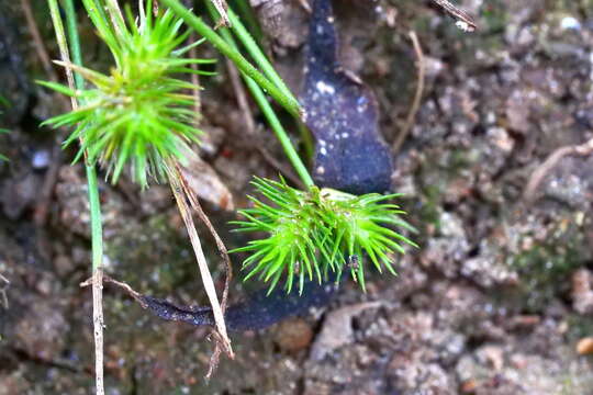 Image of bottlebrush bulrush