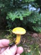 Image of Newfoundland chanterelle