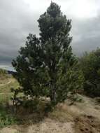 Pinus cembroides subsp. lagunae (Rob.-Pass.) D. K. Bailey resmi