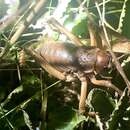 Image of Kaikoura Weta