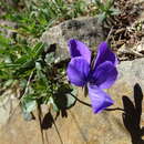 Sivun Viola bubanii Timb.-Lagr. kuva