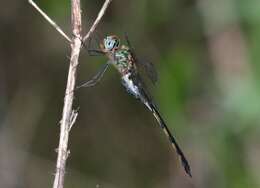 Image of Hemicordulia africana Dijkstra 2007