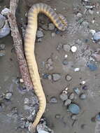 Image of Shaw's Sea Snake