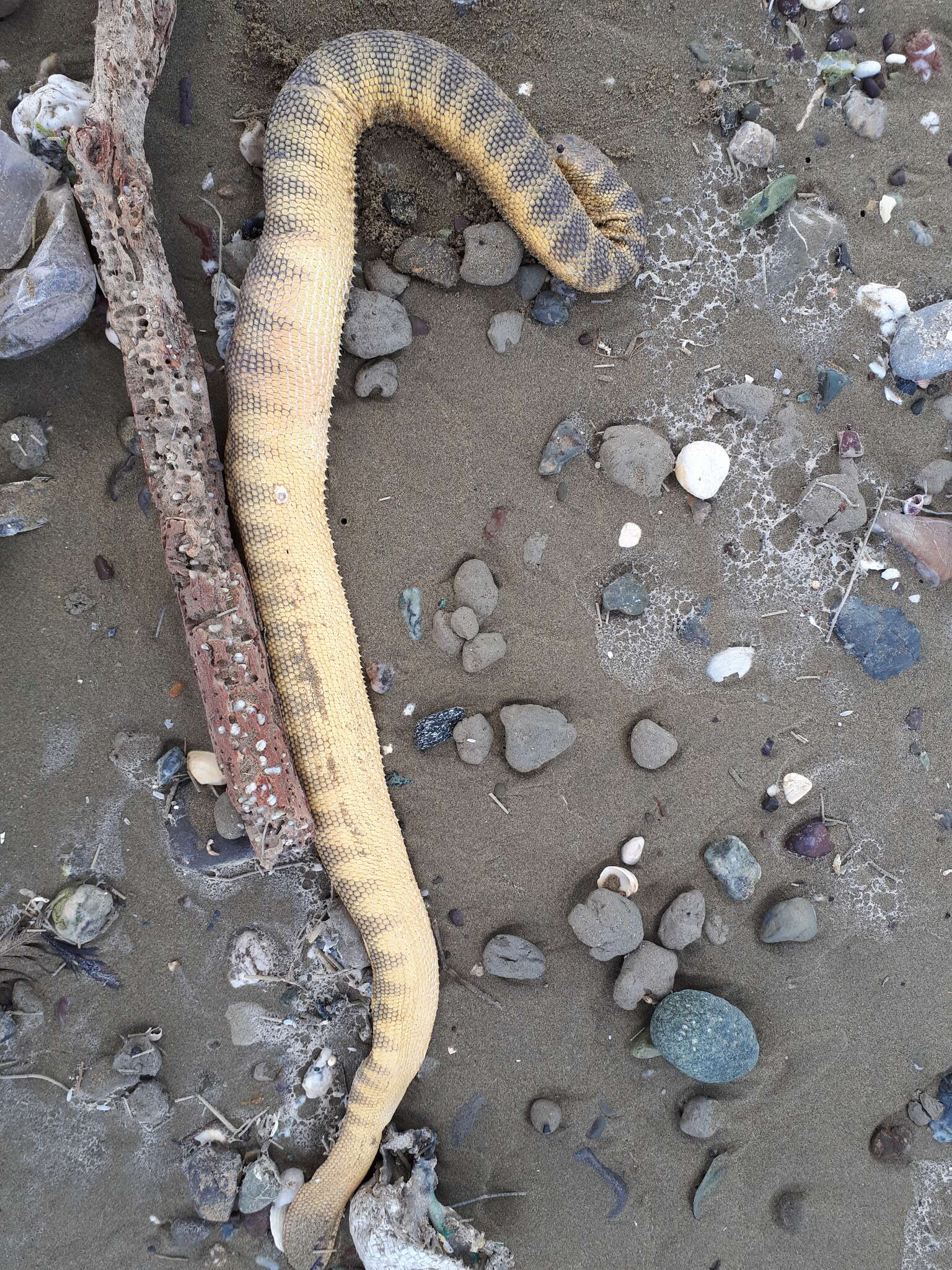 Image of Shaw's Sea Snake