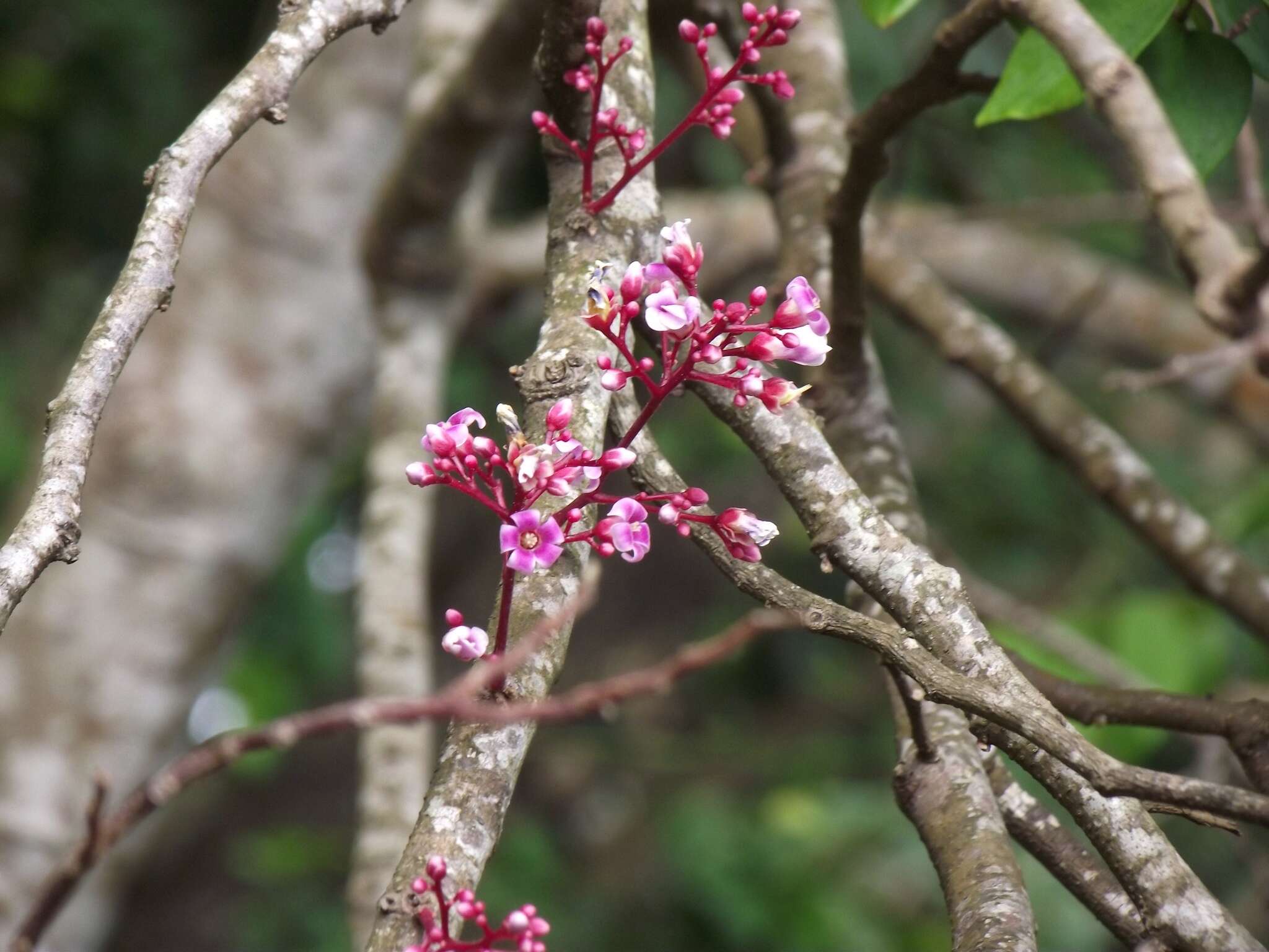 Image of carambola