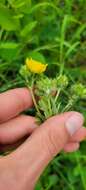 Слика од Potentilla gracilis var. flabelliformis (Lehm.) Nutt.