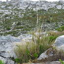 Image of Bobartia gladiata subsp. major (G. J. Lewis) Strid