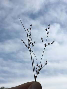 صورة Juncus anthelatus (Wiegand) R. E. Brooks