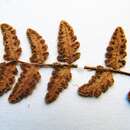 Image of Woodsia subcordata Turcz.