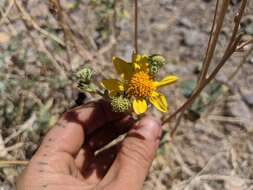 صورة Bahiopsis reticulata (S. Wats.) E. E. Schilling & Panero