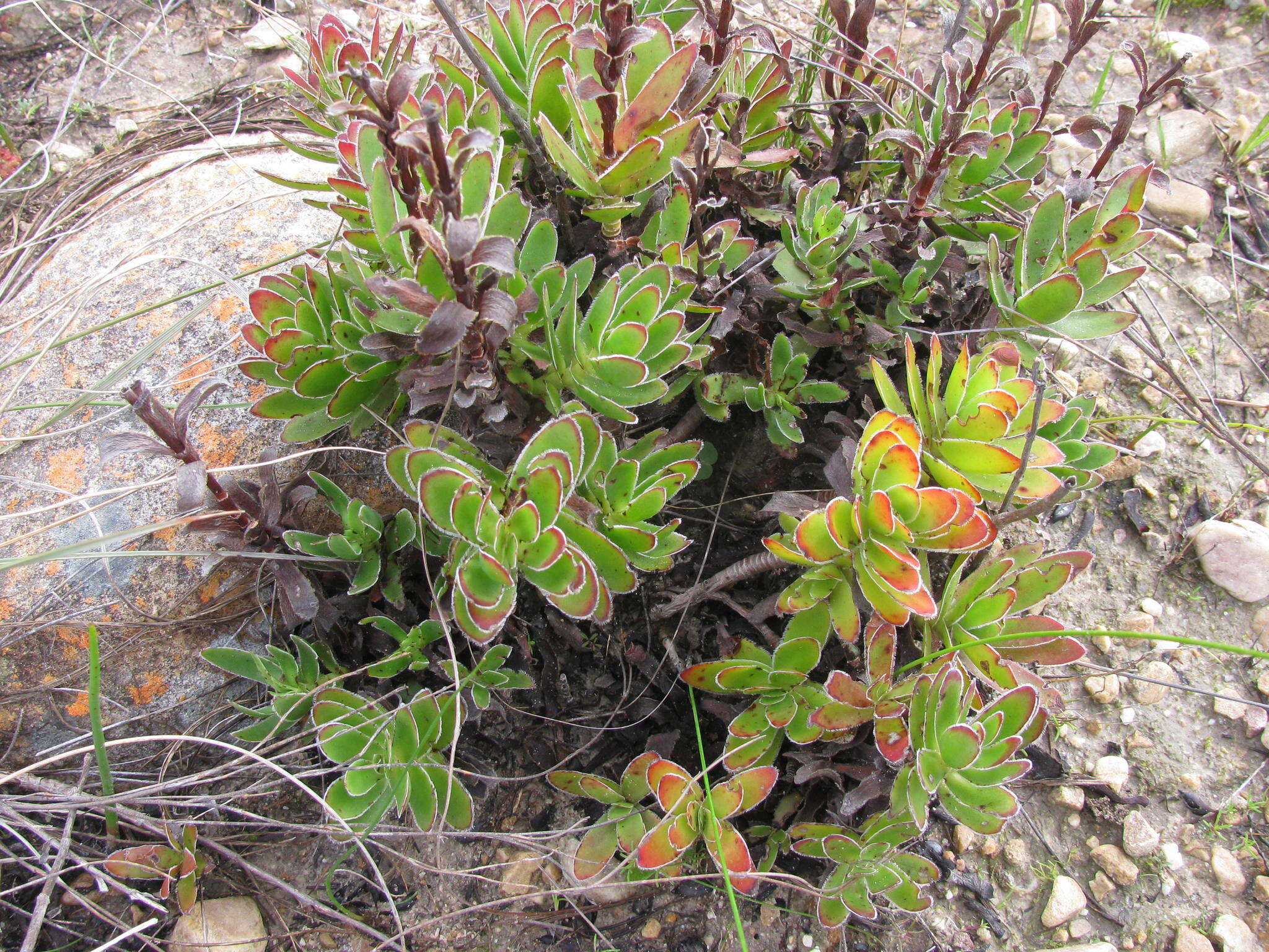 Image of Crassula fallax Friedrich