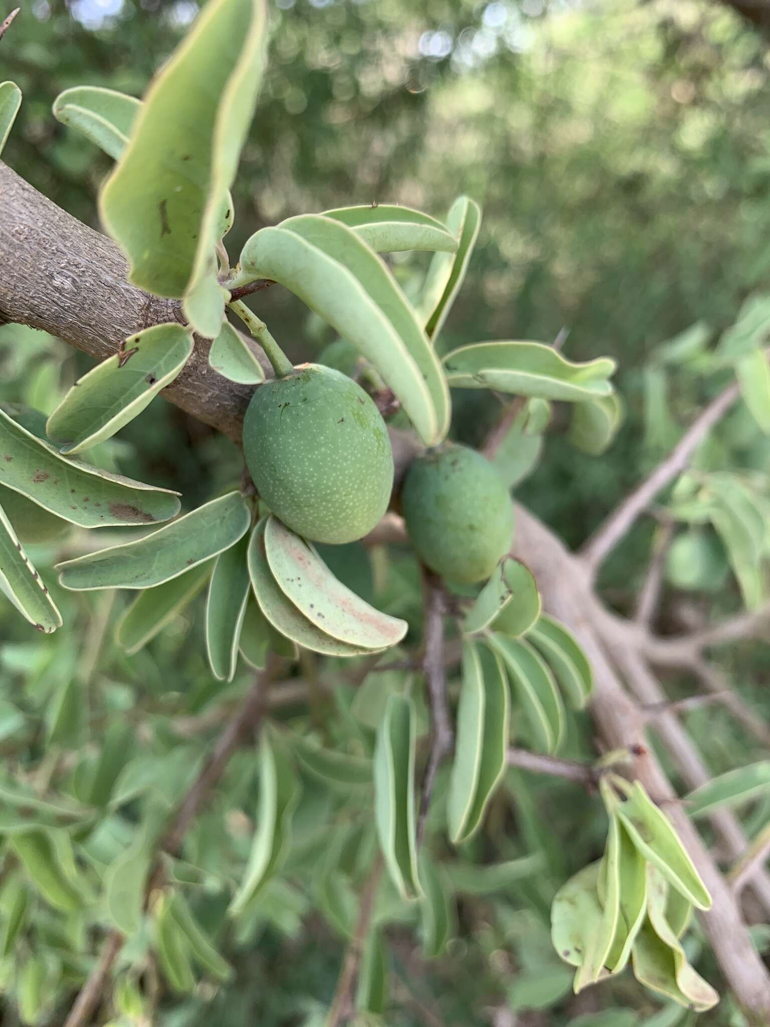 Image of Blue sourplum