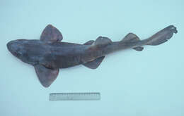 Image of Bluegray Carpetshark