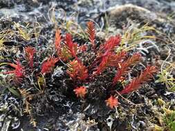 Image of Rhodiola quadrifida (Pallas) Fischer & Meyer