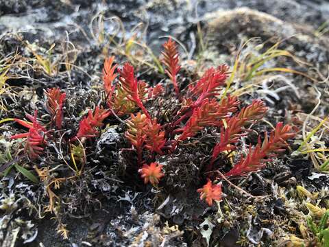 Image of Rhodiola quadrifida (Pallas) Fischer & Meyer