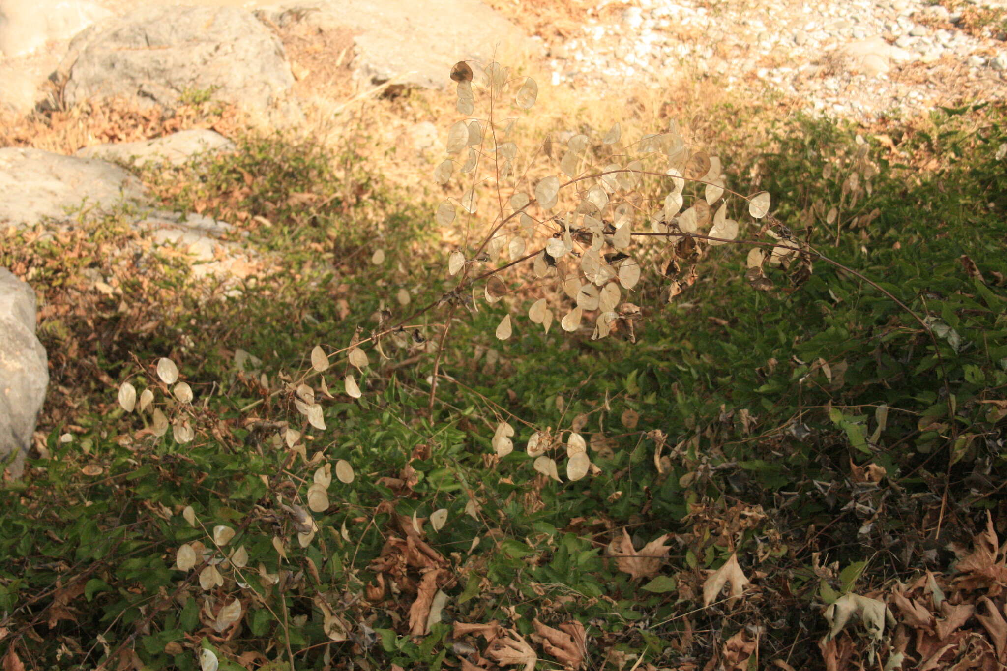 صورة Lunaria annua subsp. pachyrhiza (Borbás) Hayek