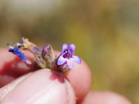 Image of Sierra beardtongue