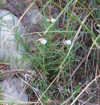 Asclepias angustifolia Schweig.的圖片