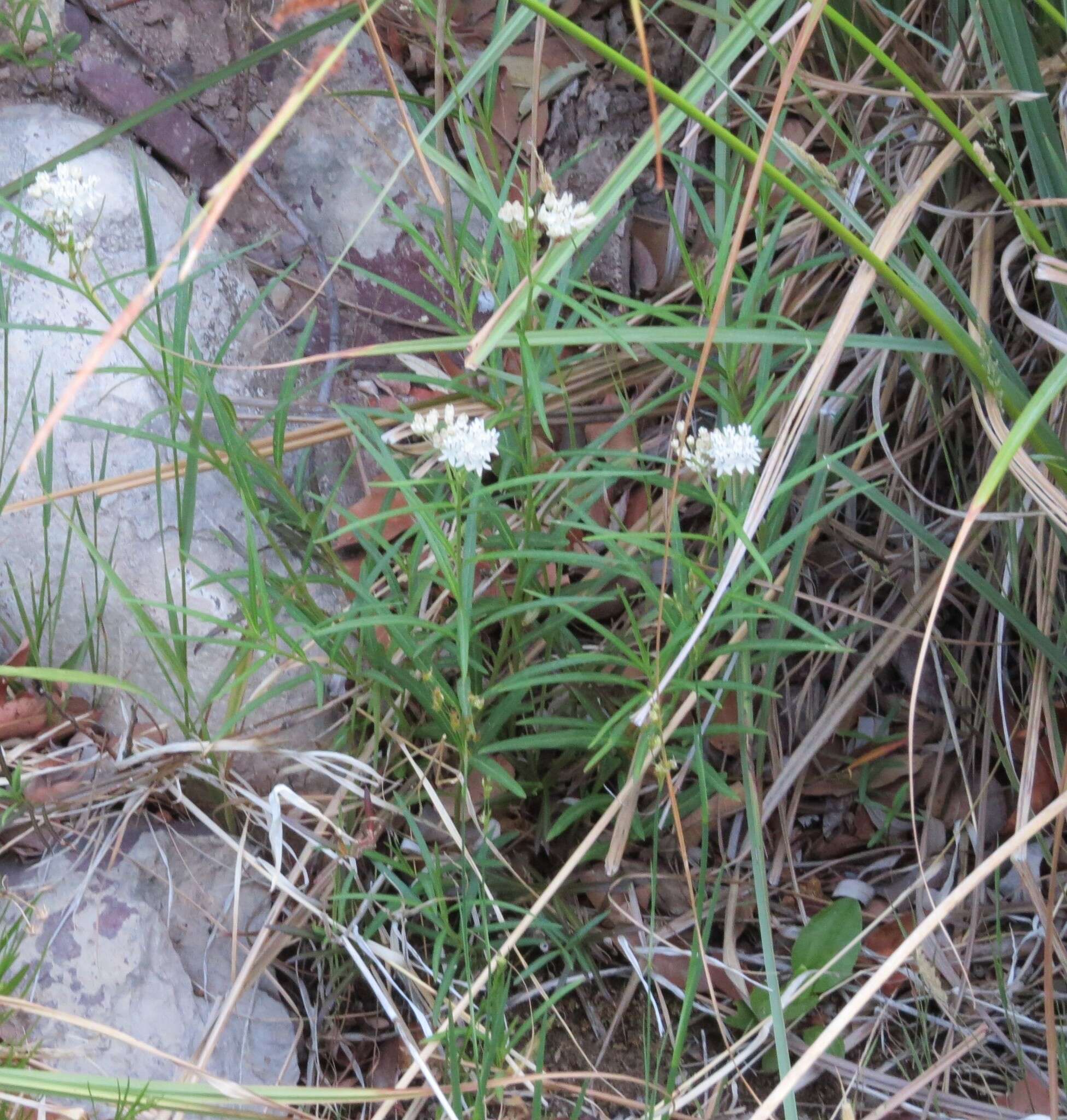 Image of Arizona milkweed