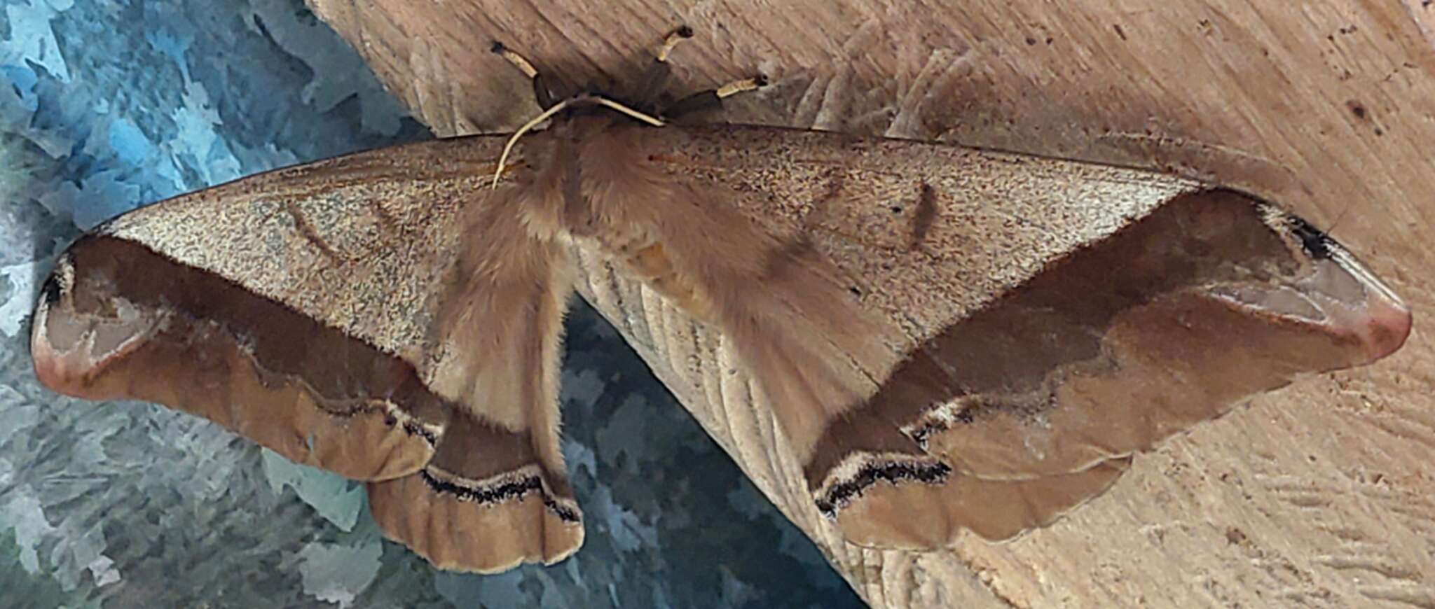 Image of Giant Silk Moth