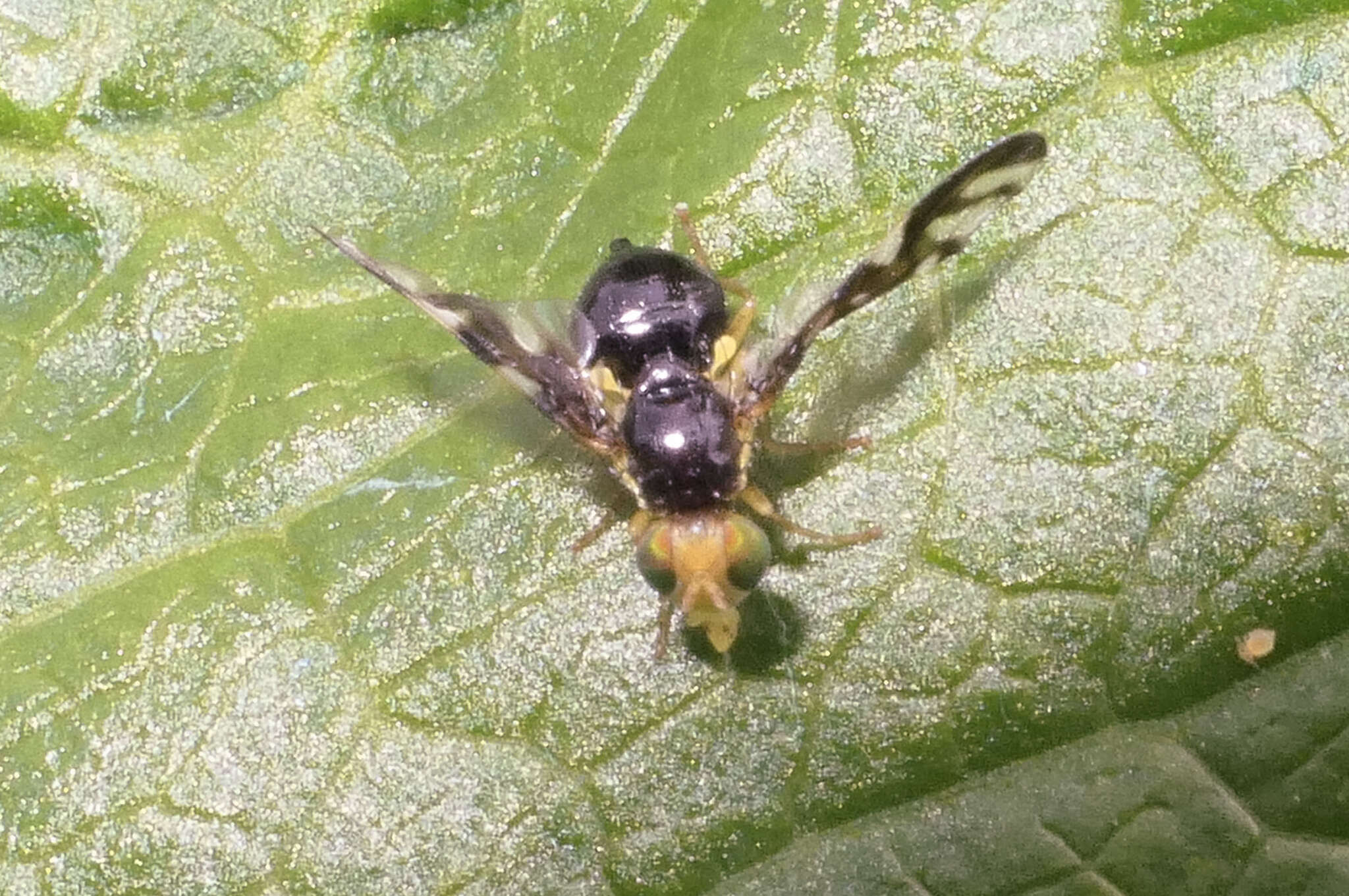 Image of Celery Fly