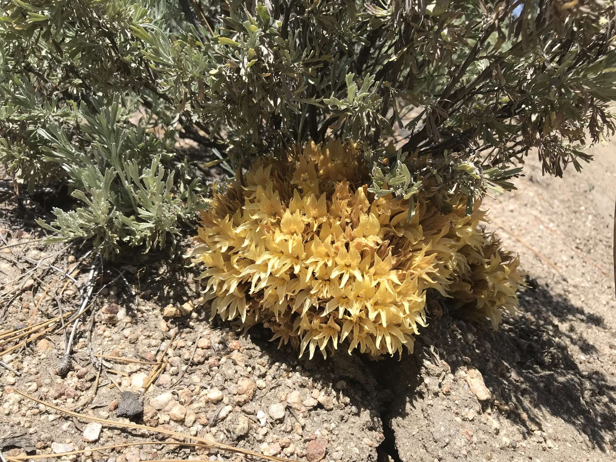 Image of California broomrape