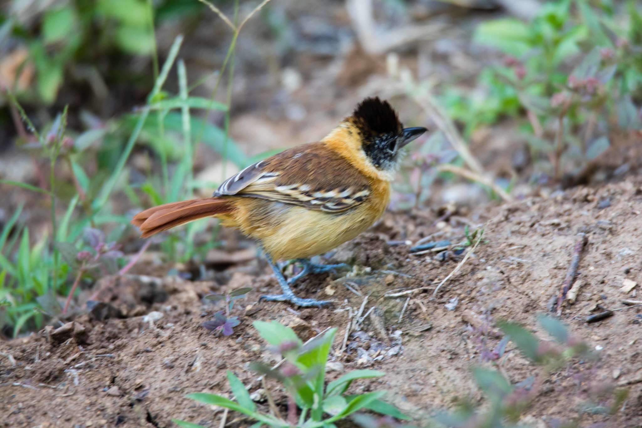 Image of Collared Antshrike